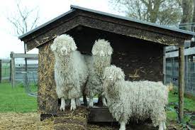 Naast wol werkt reina veel met merino en mohair van haar eigen geiten en schapen. Een Eerlijke Trui Kost Al Gauw Een Paar Honderd Euro Trouw