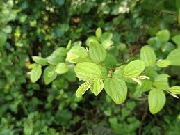 Image result for Cissampelos