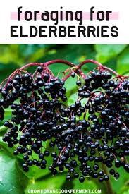 Foraging For Elderberries Elderflowers Identification Look-alikes Uses Medicinal Herbs Garden Easy Plants Medicinal Plants