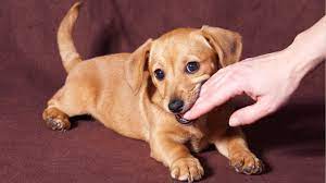Maybe you would like to learn more about one of these? How To Stop A Puppy From Biting In 6 Easy Steps Dog Biting Dog Training Obedience Puppy Biting