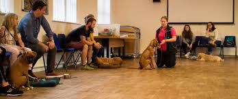 Find your nearest zoom room. Confident Canines Puppy Dog Training Services Leyland Lancs Home