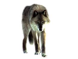Wolf illustration, arctic wolf lone wolf, wolf, game, animals, leaf png. Png Wolf By Itsdura On Deviantart