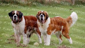 Saint Bernard Kopegi Ozellikleri Tarihcesi Ve Karakteri Kopek Turleri