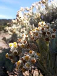 Meski namanya bule bunga edelweiss ternyata spesial banget lho. 100 Gambar Bunga Cantik Lengkap Indah Terbaru