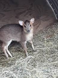 This muntjac grows to 0.5m high at the shoulder, 0.95 m (37 inches) in length, and weighs between 10 and 18 kg. Muntjac Deer For Sale
