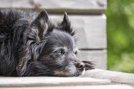 The decision to have a pet 'put to sleep', to choose euthanasia to end their life, is one of the hardest decisions a. Grieving The Loss Of A Pet After Euthanasia A Guide To Help You Cope Petventuresbook