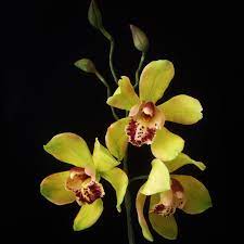 Gumpaste Cymbidium Orchid Sugar Flowers Cymbidium Orchids Orchids Gum Paste Flowers