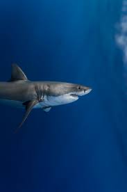 Falld0wnnevergetbackupagain Shark Background White Sharks Shark