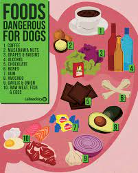 Foods Dangerous For Dogs Visual Ly Dog Safe Food Dangerous Foods For Dogs Best Dog Food