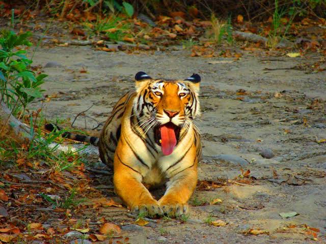 Top 5 Long Weekend Wildlife Getaways from Bangalore! - WildTrails | The  One-Stop Destination for all your Wildlife Holidays