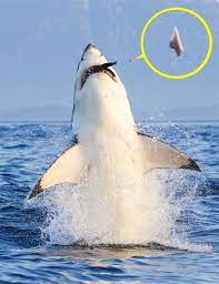Pin By Periwinklebunny On Science Nature I Like Shark Shark Pictures Shark Attack