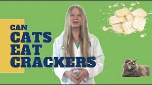 Cats cannot use carbs, so it goes to body fat, causing a plethora of health problems. Can Cats Eat Crackers 2019 Youtube