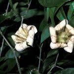 Image result for Rothmannia whitfieldii