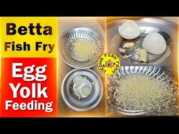 Betta Fish Fry Egg Yolk Feeding Youtube