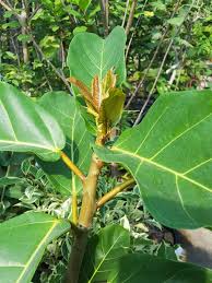 Image result for Ficus lutea