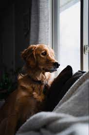 11 11 On Twitter In 2021 Cute Dog Wallpaper Golden Retriever Dog Wallpaper
