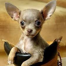 Chihuahua Kopek Chihuahua Puppies Chihuahua Dogs Cute Dogs