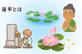 蓮華 れんげ の種類と特徴を解説 花色で違う仏教的な意味とは はじめてのお葬式ガイド