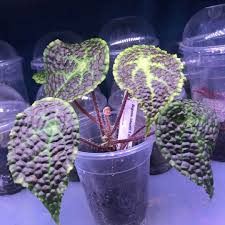 Image result for Ardisia staudtii