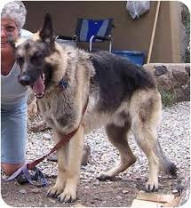 We currently have german shepherd puppies for sale! Tucson Az German Shepherd Dog Meet Desi A Pet For Adoption