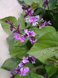 Image result for Dolichos sericeus