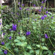 Image result for Stachytarpheta urticifolia