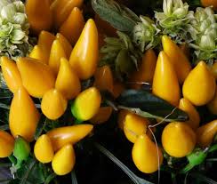 Image result for Capsicum annuum