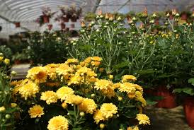 Their showy flowers appear in late summer and continue into the fall, creating dense mats of color. At A Flower Nursery Chrysanthemum Did I Spell It Right Doctoringphotos Currently Away For Peads Flickr