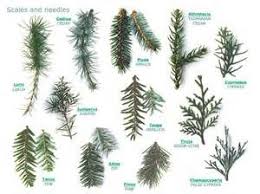 Tree Identification Chart Ecosia Types Of Pine Trees
