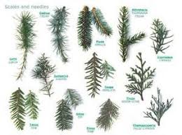 tree identification chart ecosia types of pine trees