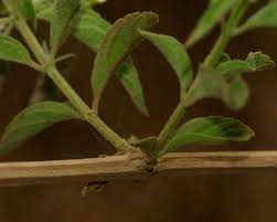 Image result for Hoslundia