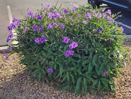 Image result for Ruellia cordata