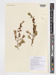 Image result for Kotschya ochreata