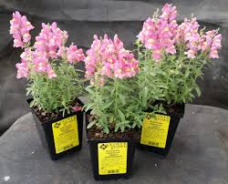 Image result for Antirrhinum