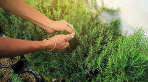 Image result for rosemary pruning