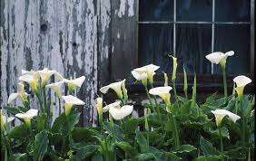 We offer many calla lily bulbs that bloom from june through august. Calla Lilies These Stunning Flowers Will Grow Inside Or Out Greenview