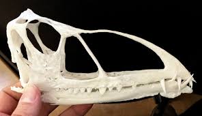 Cearadactylus had a crestless skull that could reach a length of 57 centimeters. Caelestiventus Wikipedia