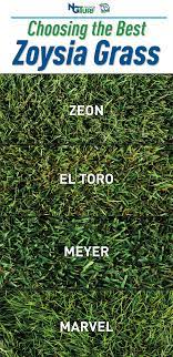 Choosing The Best Zoysia Grass Zoysia Grass Grass Grasses Garden