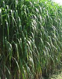 Die schilfgras pflanzen sehen aus als würden sie gerade von einem windhauch bewegt und wirken so besonders natürlich. China Schilfgras Aksel Olsen Miscanthus Giganteus Aksel Olsen Gunstig Online Kaufen