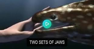 It is in fact a fish. Moray Eels Gif On Imgur