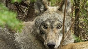 Download any/all unsplash images for free. No Wolf Hunt In Minnesota This Year Mpr News