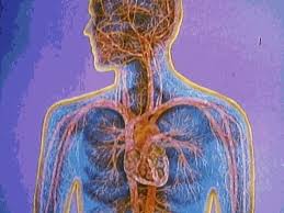 Resperatory system cancer idea lungs in shadow emphysema lungs lungs organ copd disease lungs alveoli human body with lungs anatomy respiratory lungs diaphragm. The Journey Of Red Blood Cell From The Heart To The Lungs And Other Body Tissues Britannica