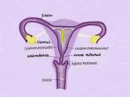 Oft verstärkt sich durch die spirale die menstruation. Hormonspirale Die Ideale Verhutung Cyclotest De
