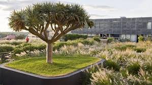 Green Roof Fad Comes To Town