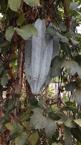 Image result for Telfairia occidentalis