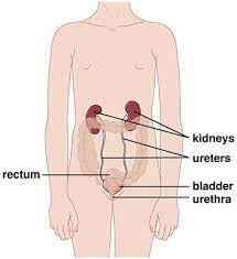 Get relief from uti symptoms with uqora. Urinary Tract Infections Utis In Infants Children