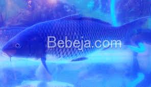 Pakan benih bibit ikan lele nila gurame pelet pf 500, 800, 1000 1 kgrp19.500 Ikan Mas Marwana Foto Bebeja Foto Bebeja