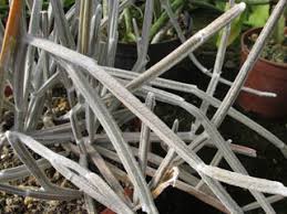 Image result for Cissus humbertii