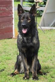 Black Sable East German Shepherd Stud Dog Visko Vom Spartanville Uncle To Our Pups Posting For My German Shepherd Dogs German Shepherd Sable German Shepherd