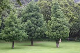 Image result for Afrocarpus